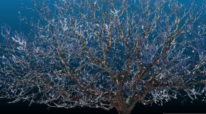 The old Tree – photogrammetry